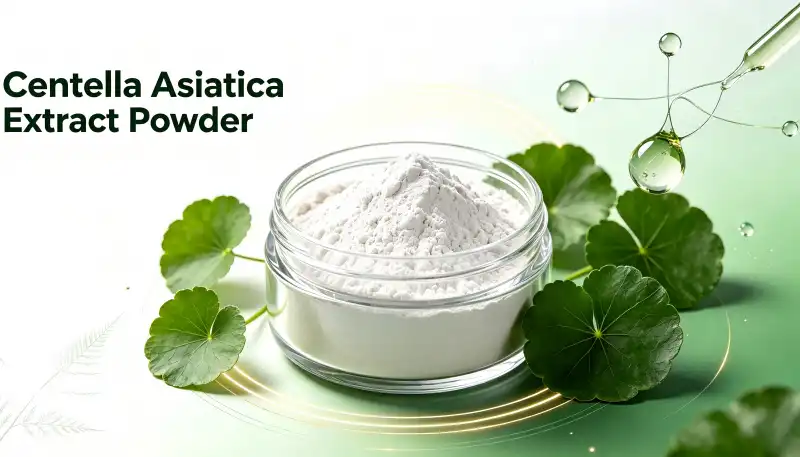 What Are the Key Applications of Centella Asiatica Extract Powder in Beauty Products?